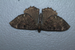 Triphosa quasiplaga