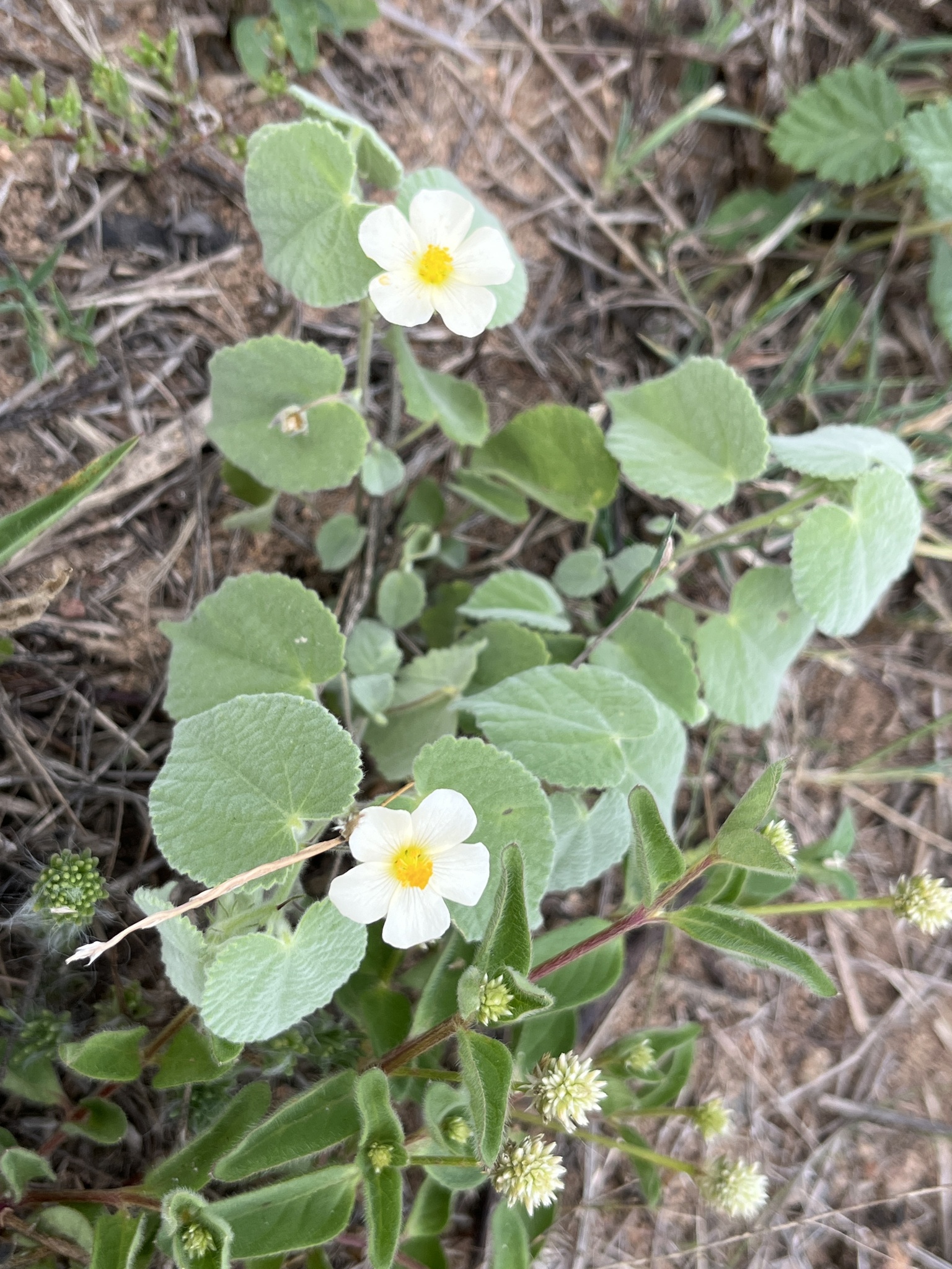 Herissantia crispa