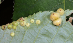 Caryomyia persicoides