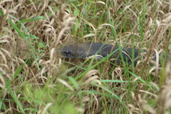 Coluber constrictor constrictor