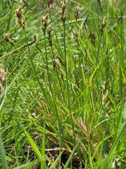 Carex disticha