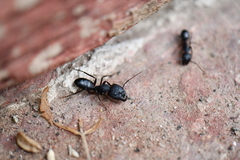 Camponotus compressus