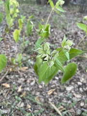 Mirabilis longiflora