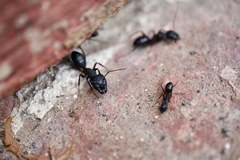 Camponotus compressus