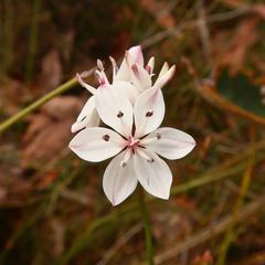 Burchardia umbellata