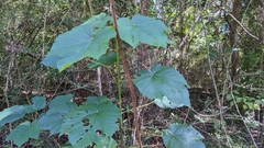 Vernicia fordii