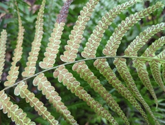 Diplazium dilatatum
