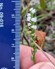Spiranthes tuberosa