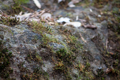 Hedwigia ciliata