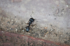 Camponotus compressus