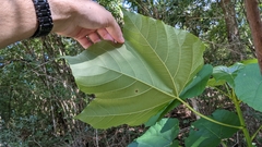 Vernicia fordii