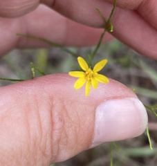 Gutierrezia texana