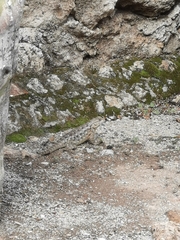 Sceloporus spinosus