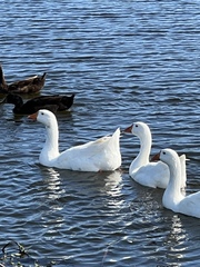 Anser anser domesticus × anser cygnoides domesticus