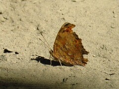 Polygonia comma
