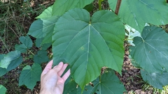 Vernicia fordii