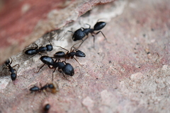 Camponotus compressus