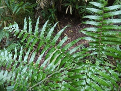 Diplazium dilatatum