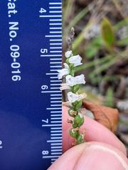 Spiranthes tuberosa