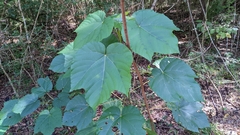 Vernicia fordii