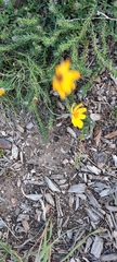 Thelesperma filifolium