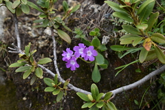 Primula daonensis