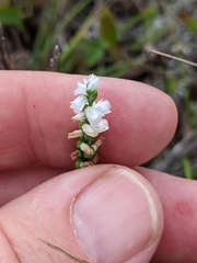 Spiranthes tuberosa