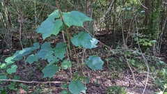 Vernicia fordii