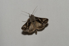Autographa californica