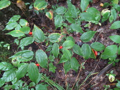 Prosartes lanuginosa