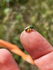 Augochloropsis metallica