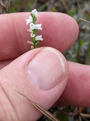 Spiranthes tuberosa