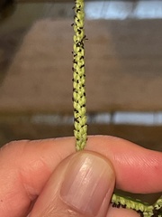 Paspalum pubiflorum