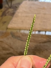 Paspalum pubiflorum