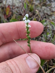 Spiranthes tuberosa