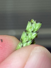 Paspalum pubiflorum
