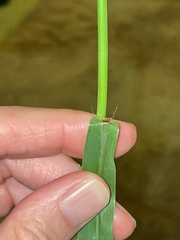 Paspalum pubiflorum