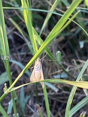 Microtheoris ophionalis