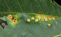 Caryomyia persicoides