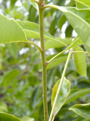 Pittosporum ferrugineum