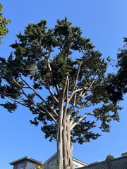 Cupressus