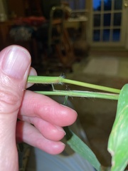 Paspalum pubiflorum