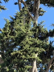 Cupressus
