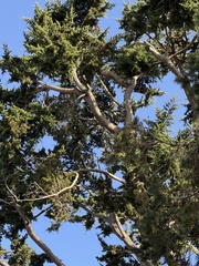 Cupressus