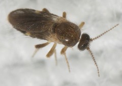 Forcipomyia bipunctata