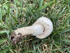 Agaricaceae