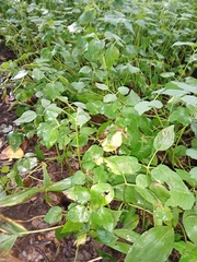 Aegopodium podagraria
