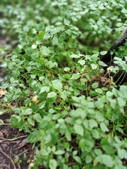 Aegopodium podagraria