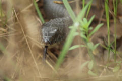 Coluber constrictor constrictor