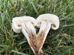 Agaricaceae